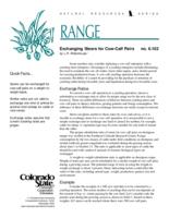Exchanging steers for cow-calf pairs