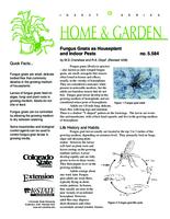 Fungus gnats as houseplant and indoor pests