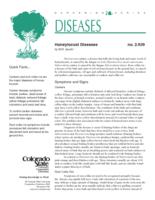 Honeylocust diseases