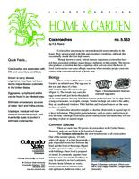Cockroaches