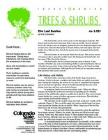 Elm leaf beetles