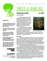 Cooley spruce galls