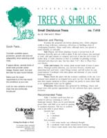 Small deciduous trees