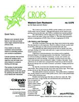 Western corn rootworm