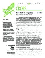 Blister beetles in forage crops