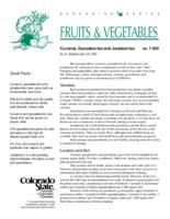 Currants, gooseberries, and jostaberries