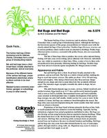Bat bugs and bed bugs