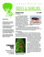 Boxelder bugs