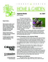 Japanese beetle