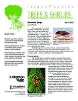 Boxelder bugs