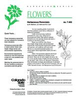 Herbaceous perennials