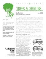 Ips beetles