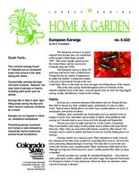 European earwigs