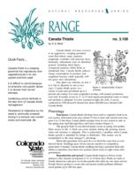 Canada thistle