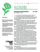 Selecting and planting roses