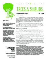 Conifer seed bugs
