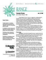 Canada thistle