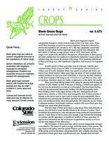 Black grass bugs