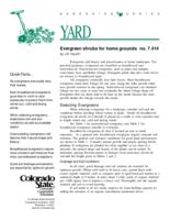 Evergreen shrubs for home grounds