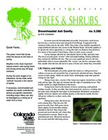 Brownheaded ash sawfly