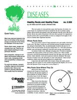 Healthy roots and healthy trees