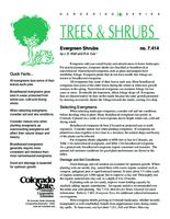 Evergreen shrubs
