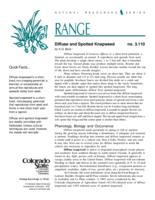 Diffuse and spotted knapweed