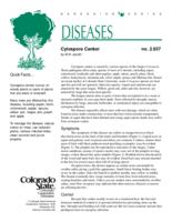 Cytospora canker