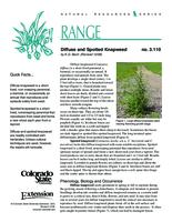 Diffuse and spotted knapweed