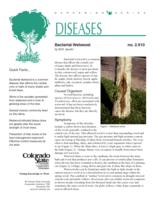 Bacterial wetwood