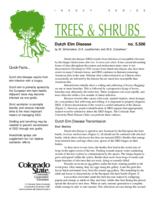 Dutch elm disease