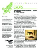 Cereal leaf beetle : identification, biology and management