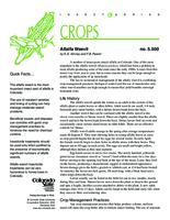 Alfalfa weevil