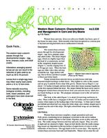 Western bean cutworm : characteristics and management in corn and dry beans