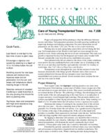 Care of young transplanted trees