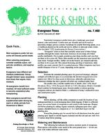 Evergreen trees