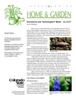 Hornworms and "hummingbird" moths