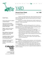 Ground cover plants