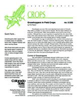 Grasshoppers in field crops