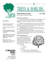 Small deciduous trees