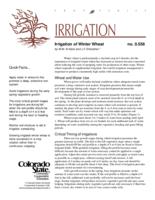 Irrigation of winter wheat