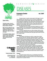 Cytospora canker