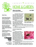 Flies in the home