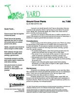 Ground cover plants