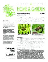 European paper wasp