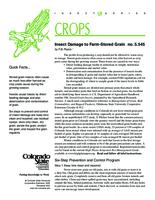 Insect damage to farm-stored grain