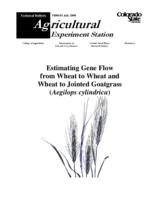 Estimating gene flow from wheat to wheat and wheat to jointed goatgrass, aegilops cylindrica