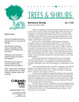 Deciduous shrubs