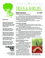 Shade tree borers