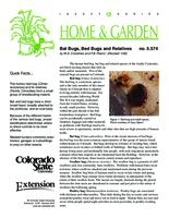 Bat bugs, bed bugs and relatives